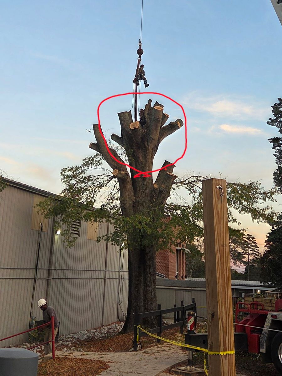 Tree Removal for Trees Unlimited of the CSRA in Augusta, GA