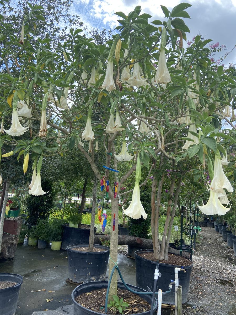 Landscape Installation for Atlas Land Design in Creekside Park, TX