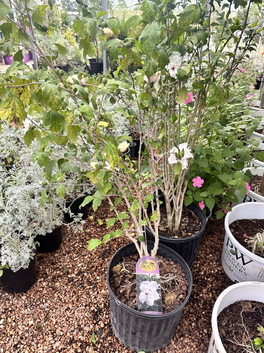 Landscape Installation for Atlas Land Design in Creekside Park, TX