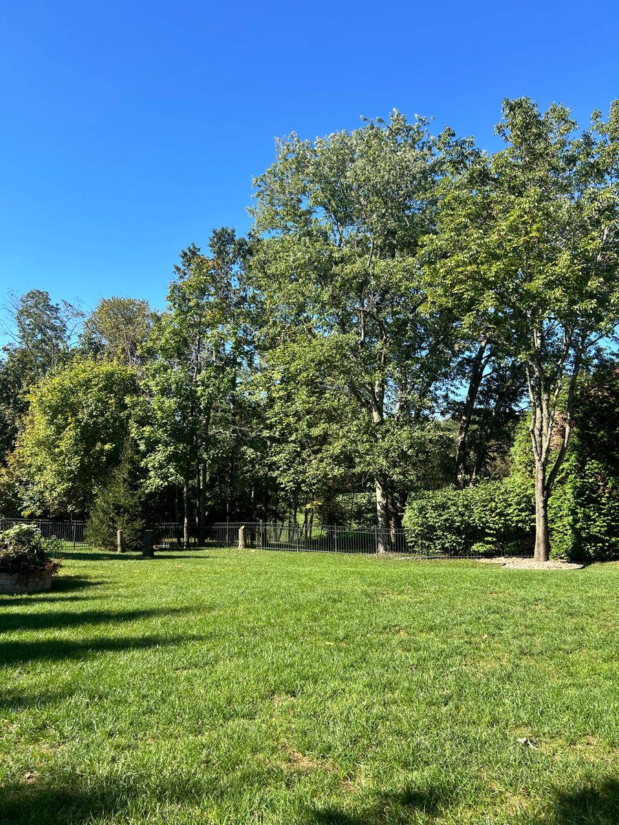Tree Removal for Terra Steel Creations in Independence, KY
