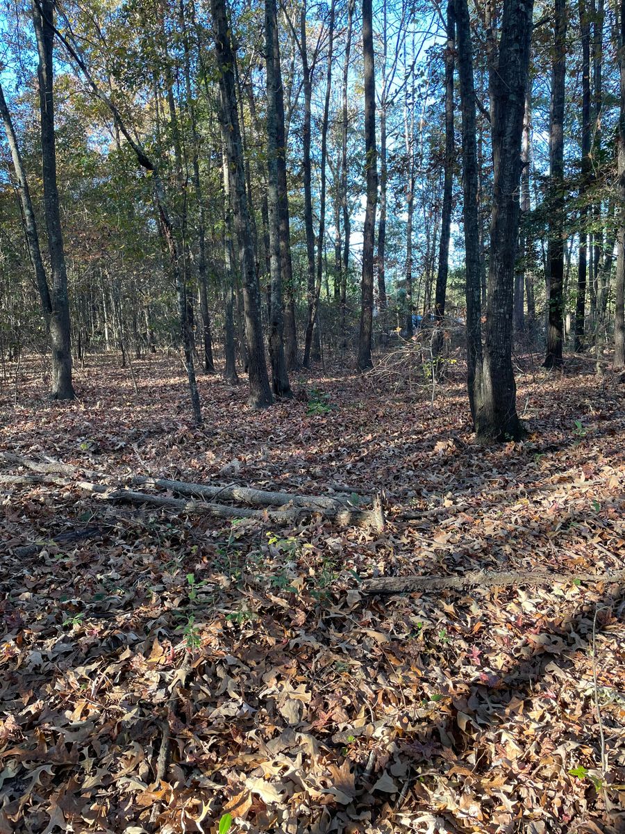 Forestry Mulching for JA Clearing  in Pageland, SC