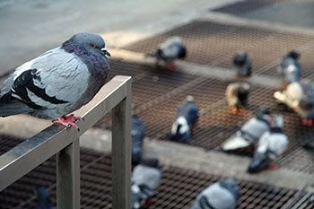 Bird Control for Magnolia Wildlife Solutions  in  Collierville, TN