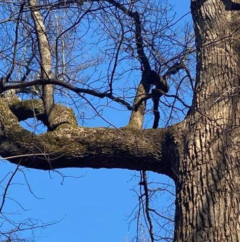 Vista Pruning for Settle Tree Services in Knoxville, TN