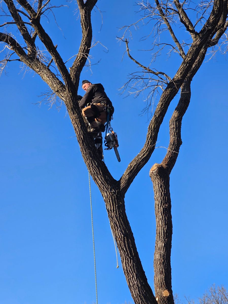 Tree Removal for Minnesota Seasonal LLC in Corcoran, MN