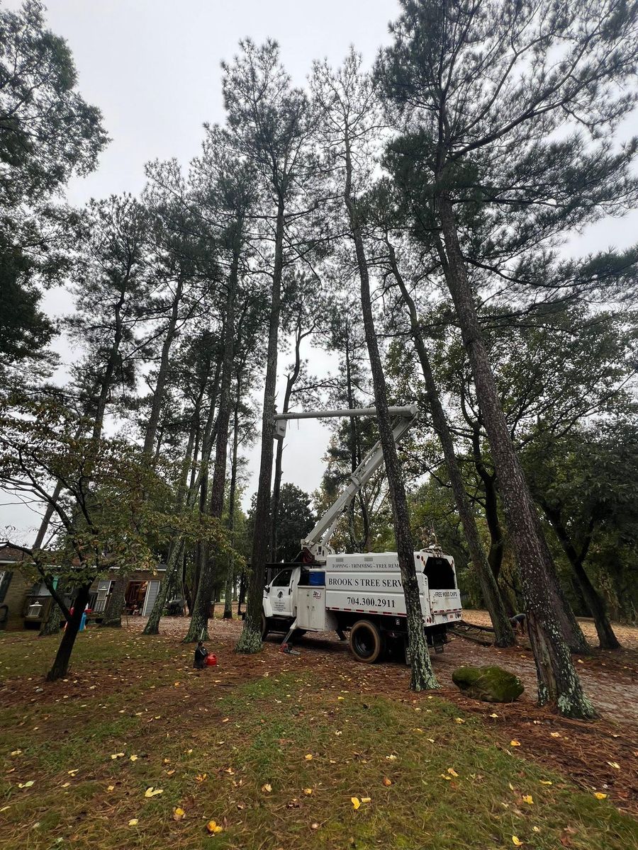 Fall Clean Up for Brooks Tree Service, LLC in Casar, NC