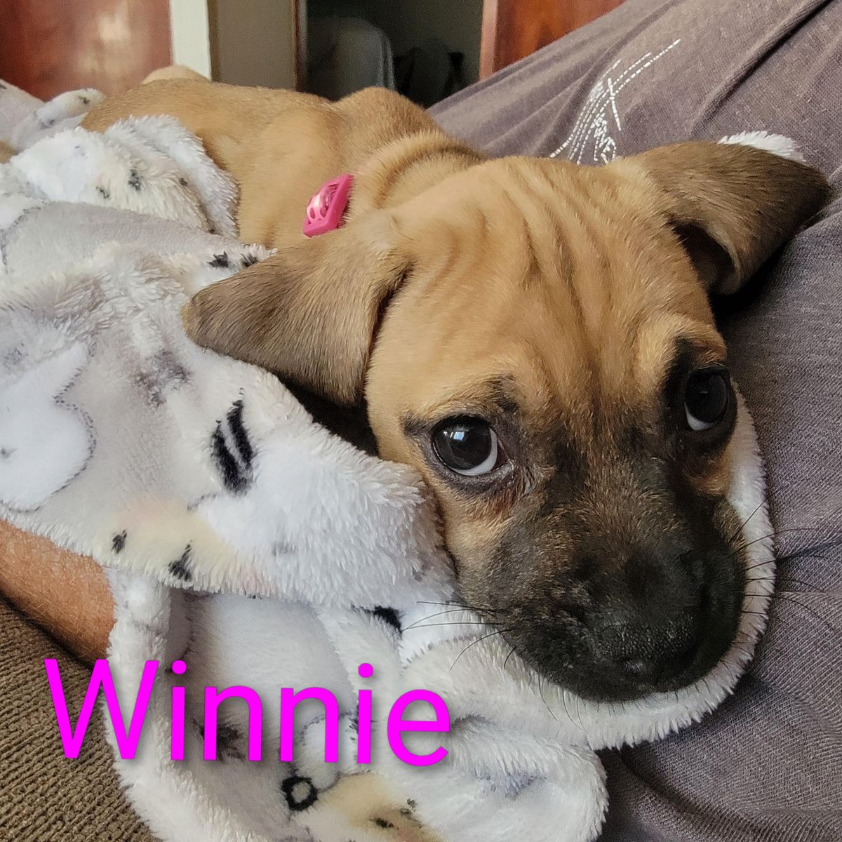 Animal Rescue for Sullivan Sanctuary of Maine in Brunswick, ME