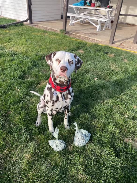 Residential Pet Waste Removal for Pooper Troops in Pueblo, CO