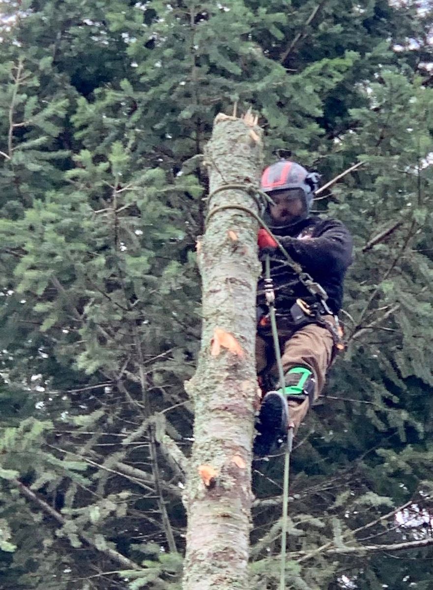 Tree Trimming for King & Sons Urban Forestry in Coeur d'Alene, ID