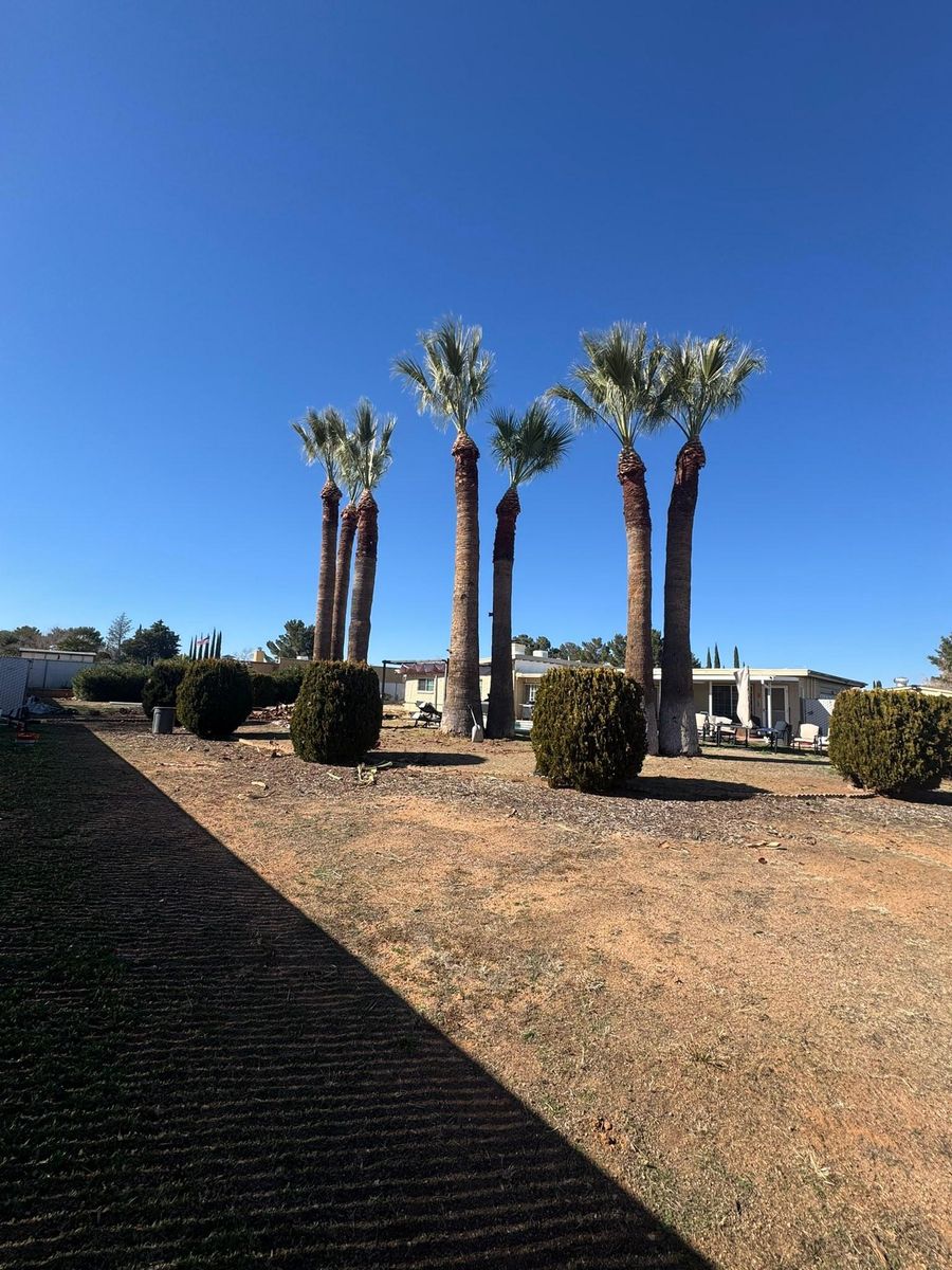 Tree Pruning for By Faith Landscaping in Sierra Vista, AZ