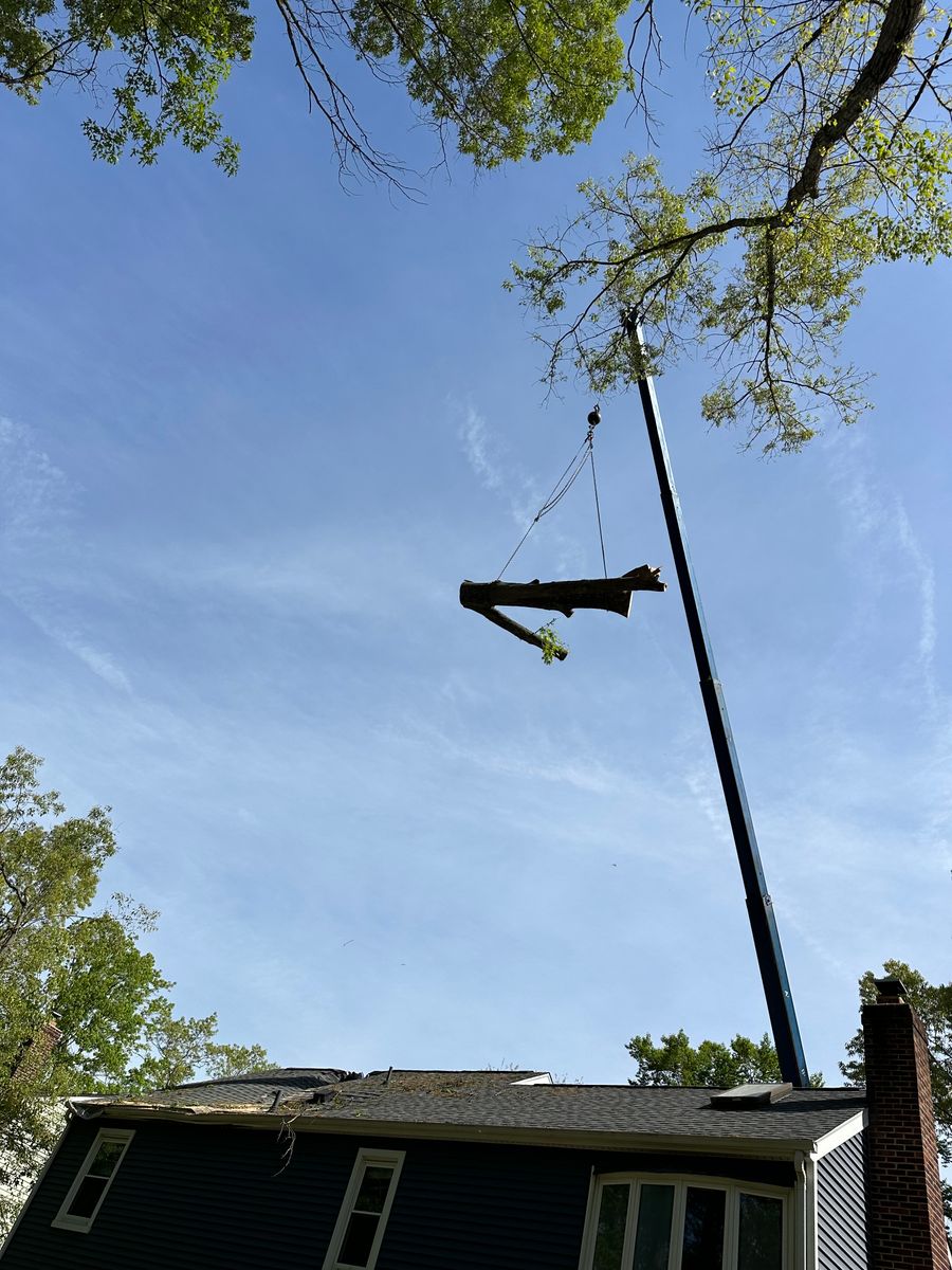 Tree Removal for DIAZ TREE in Stafford, VA