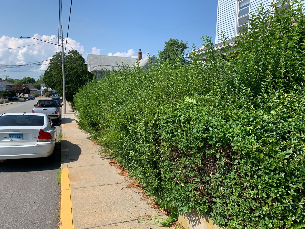 Hedge Trimming for Murray Mowing and More in Ashaway, RI