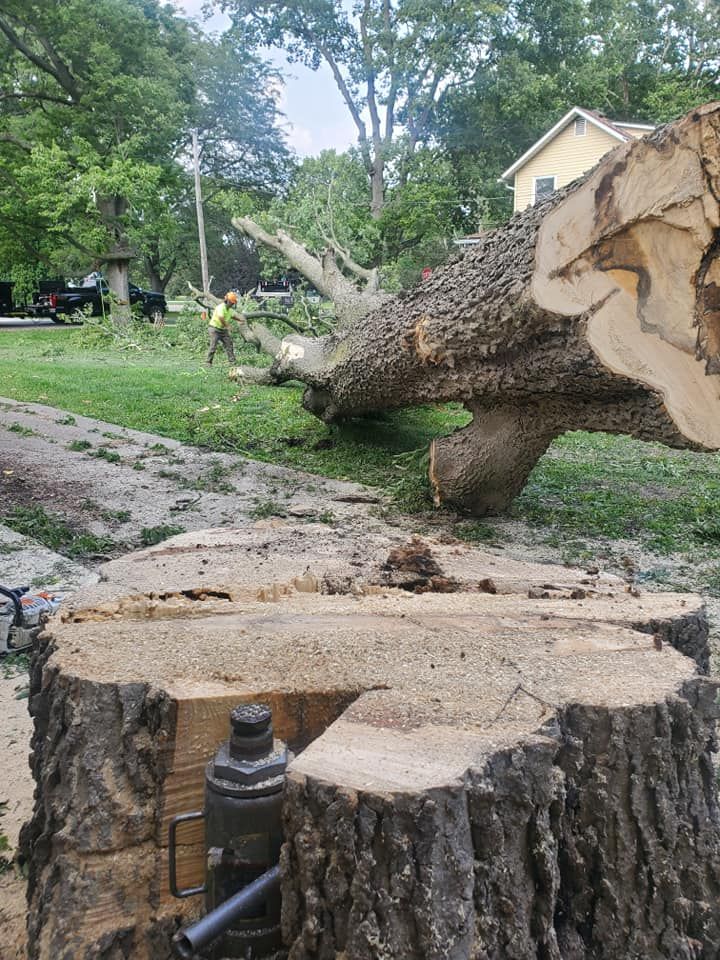 Stump Removal for Equality Contracting And Tree in Kountze, TX