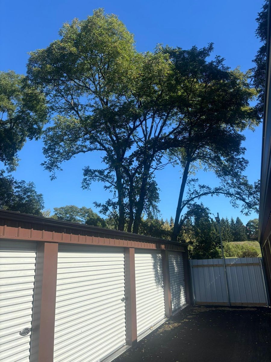 Tree Removal for T's Trees in Albany, NY