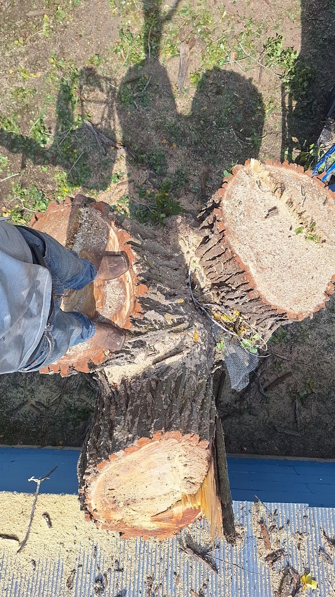 Tree Removal for SMH Tree Service in Atwood, KS