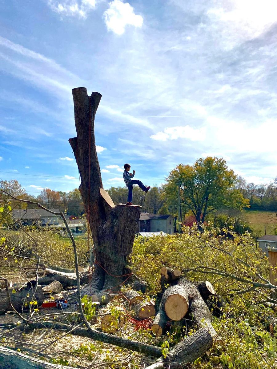Tree Removal for Houtz Tree Service in Lexington, KY