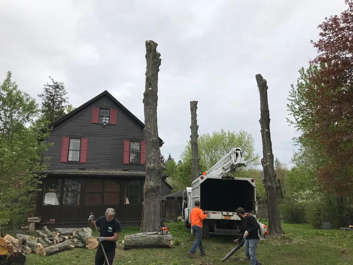 Tree Removal for Mays Tree and Stump Removal in Alden, NY
