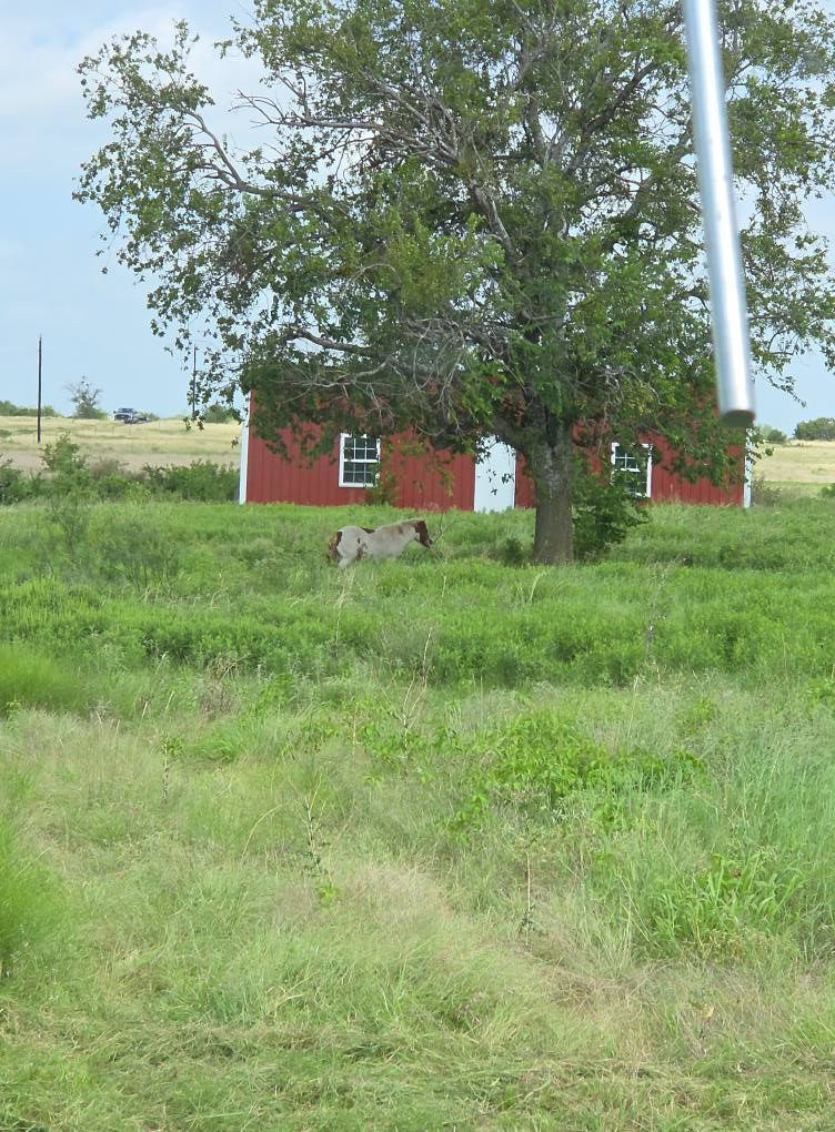 Grazing Services for Philipp Property Solutions, LLC in Valley Mills, TX