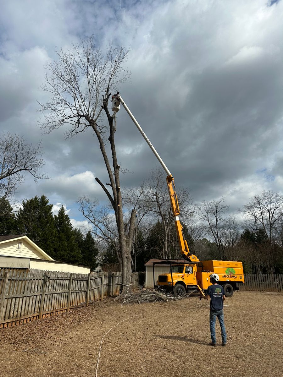 Tree Removal for ArborMax in Thomaston, GA