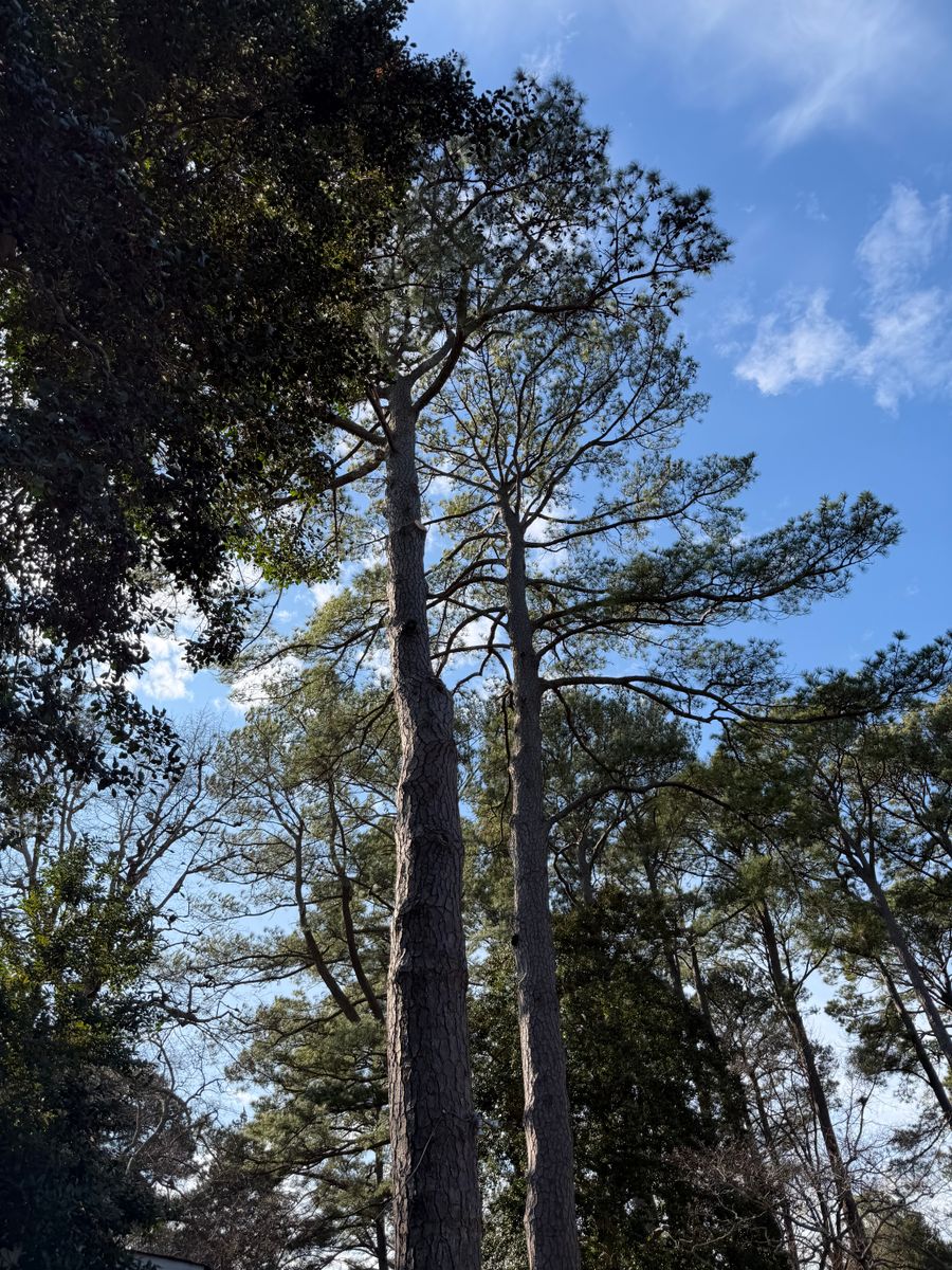Tree Removal for Tidewater Tree Service in Chesapeake, VA