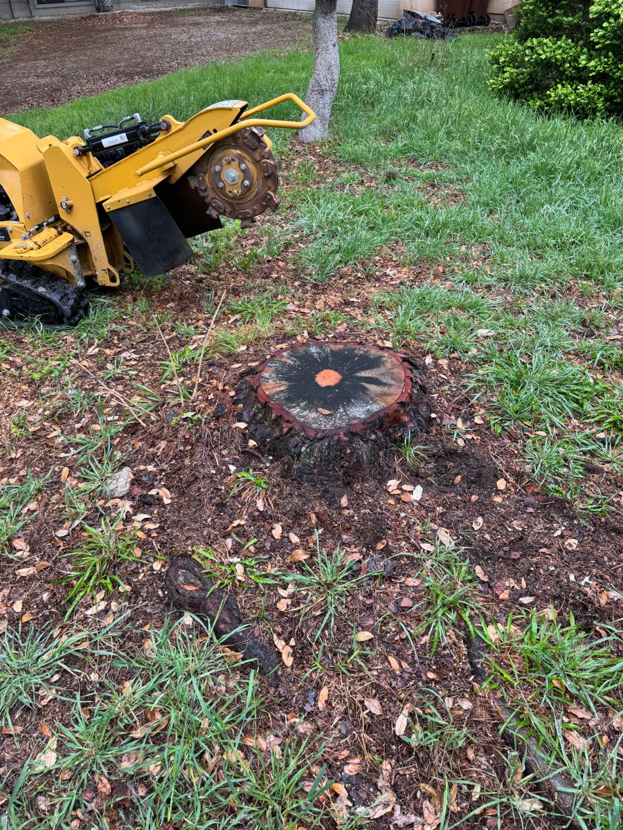 Stump Removal for Z’s Trees LLC in Grey Forest, TX