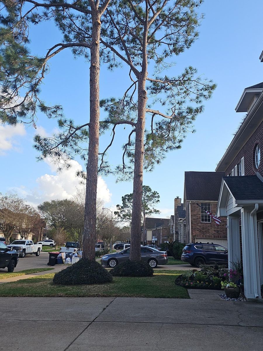 Tree Trimming for Servin's Tree Care  in Houston, TX