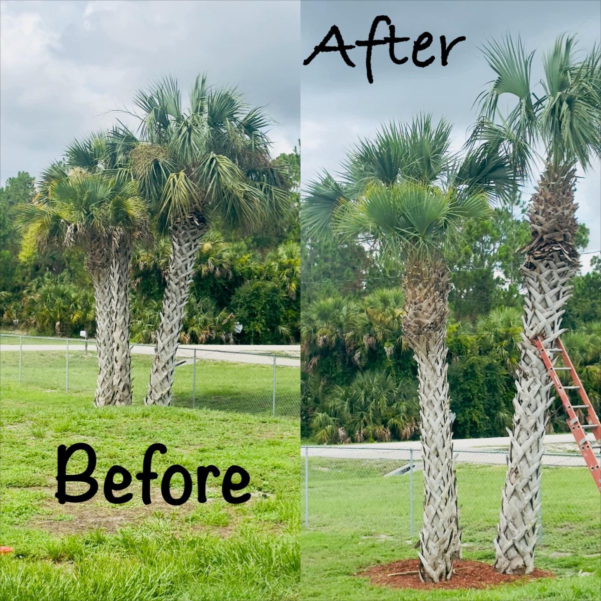 Trimming for Green Pastures Lawn Services LLC in Golden Gates Estates, FL