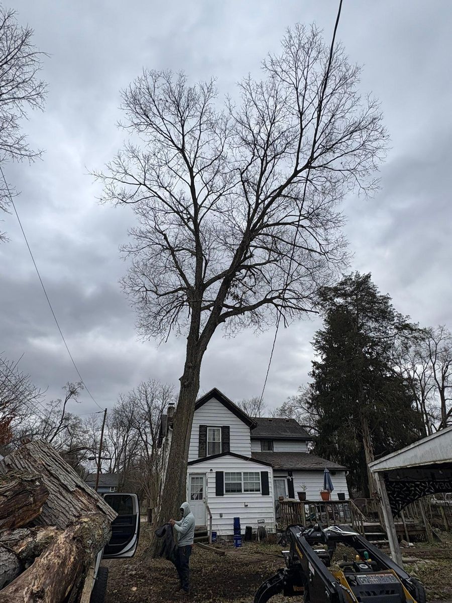 Tree Removal for Dig-It Tree Company in Mason, OH