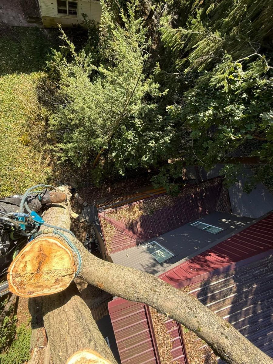 Tree Trimming for Sterlings Tree Removal in Cobleskill, New York