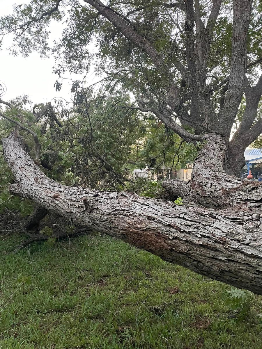 Tree Removal for Z’s Trees LLC in Grey Forest, TX