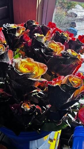 Seasonal Specials: weathers and poinsettias for The Dailey Daisy in Hardwick, VT