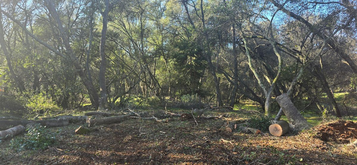 Storm Damage for George Staddan's Professional Tree Care in Placerville, CA
