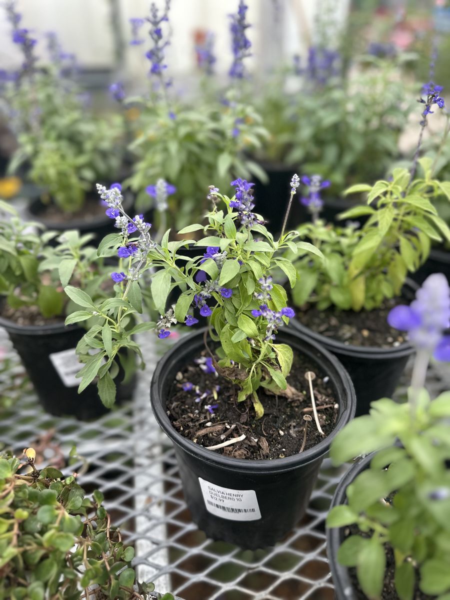 Landscape Installation for Atlas Land Design in Creekside Park, TX