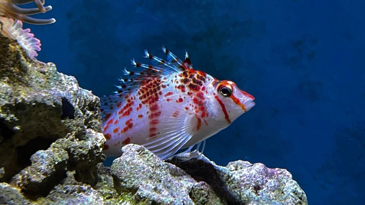 Aquarium Services for Aquariums by Sharyn in The State of Florida, FL