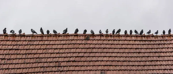 Pigeons for Predator Pest Control in El Paso, TX