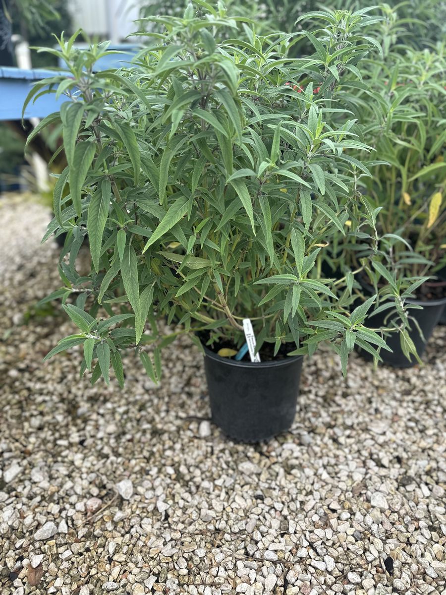 Landscape Installation for Atlas Land Design in Creekside Park, TX