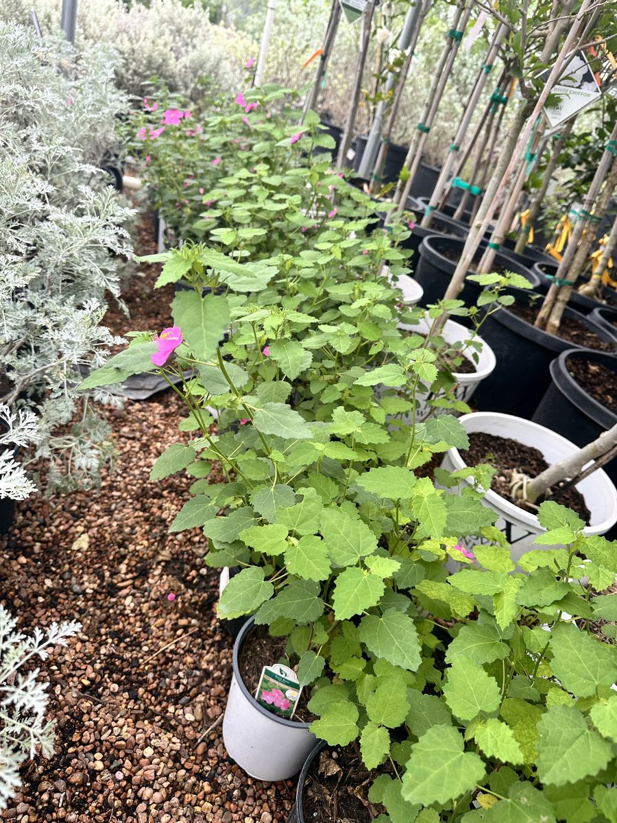 Landscape Installation for Atlas Land Design in Creekside Park, TX