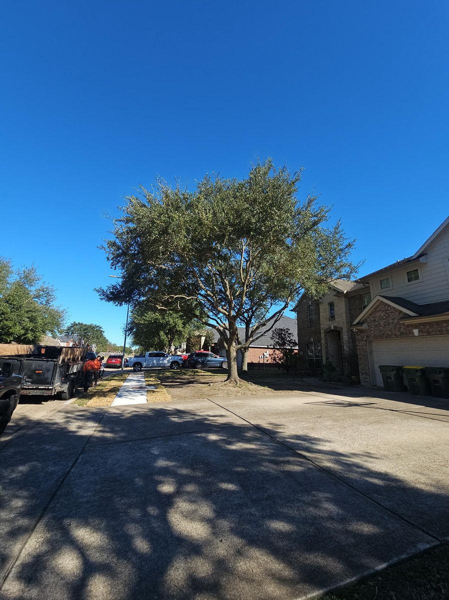 Fall Clean Up for Servin's Tree Care  in Houston, TX