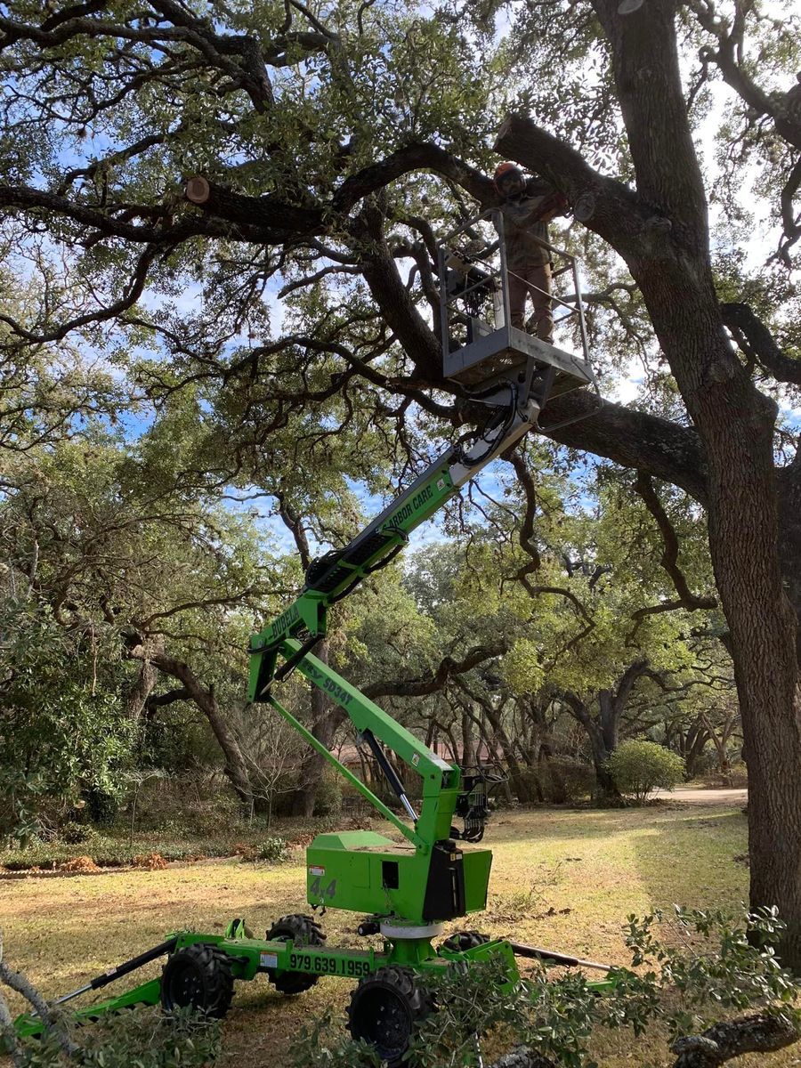 Tree Pruning for Braun Tree Service  in Floresville, Texas