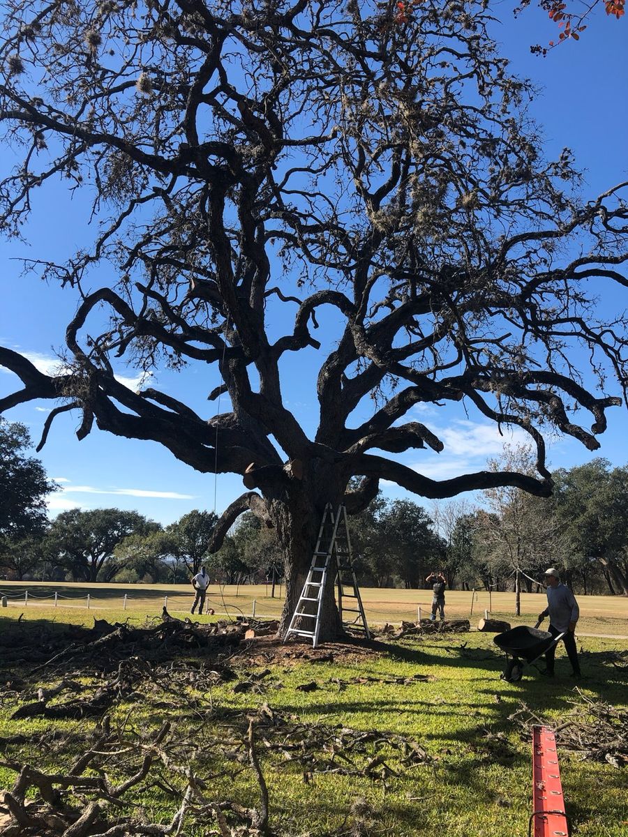 Tree Removal for Neighborhood Lawn Care and Tree Service  in San Antonio, TX