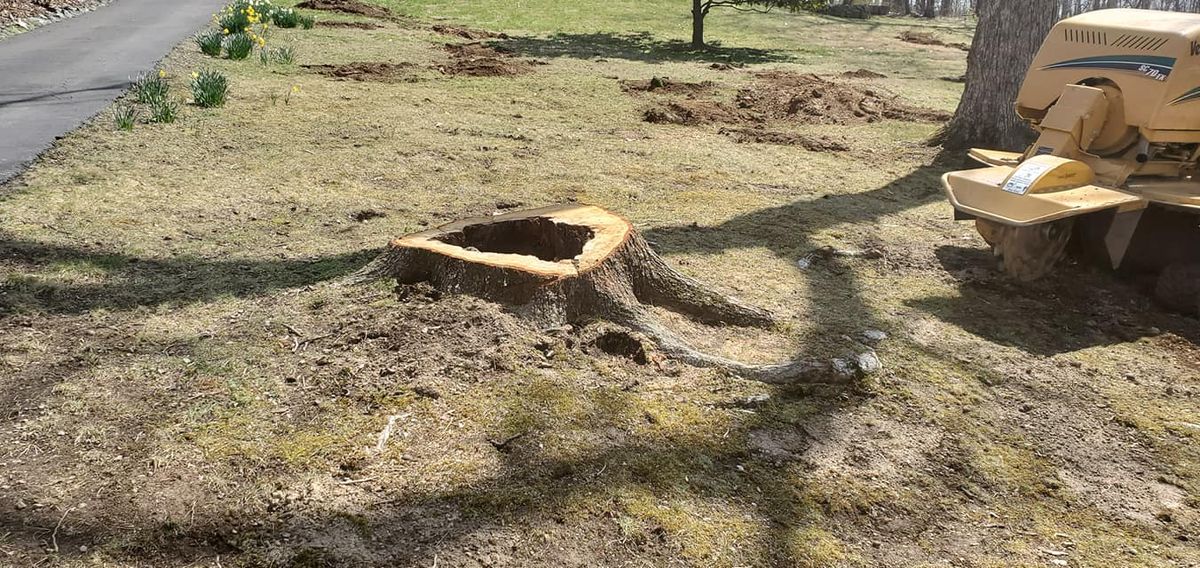 Stump Removal for W D Giampa Lawns and Landscape Inc. in Manassas, VA