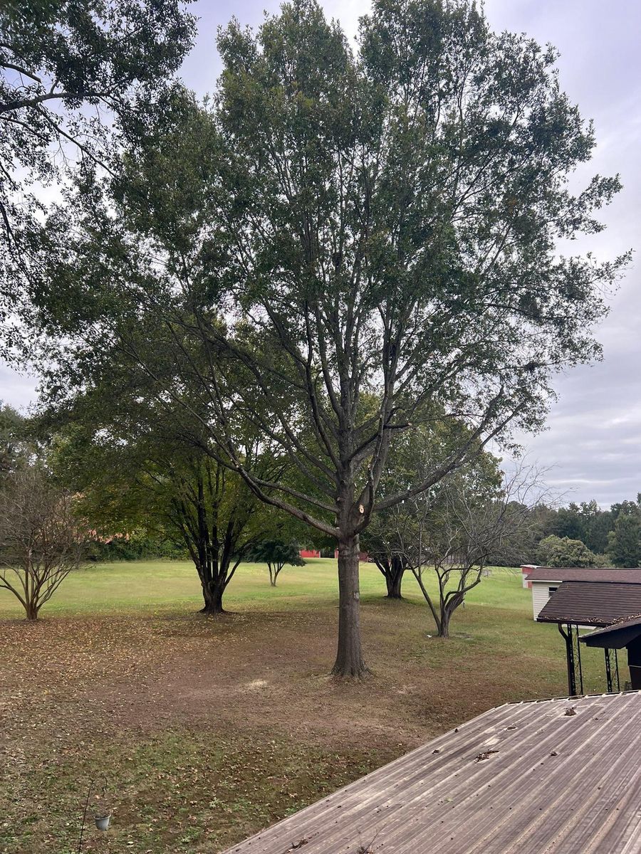 Fall Clean Up for Brooks Tree Service, LLC in Casar, NC