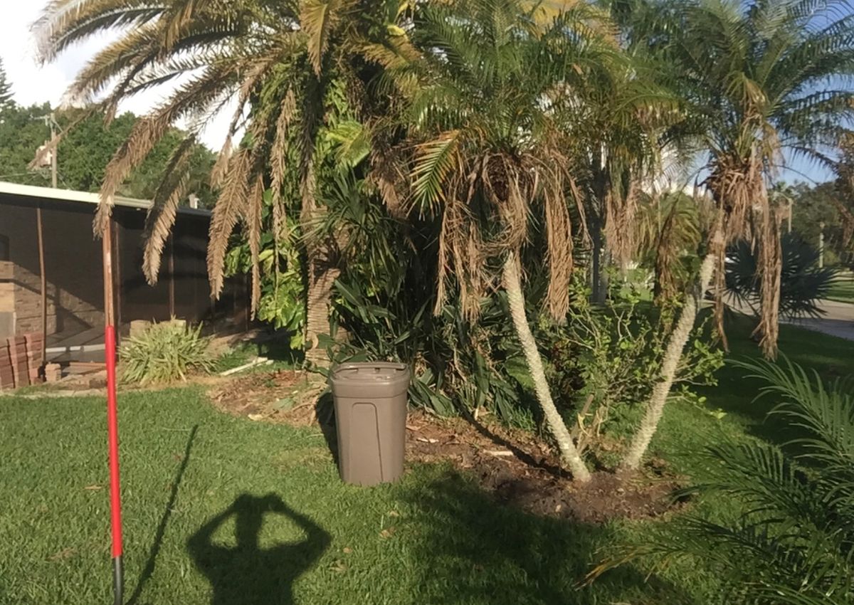 Landscape Design for MX Trees LLC in Englewood, FL