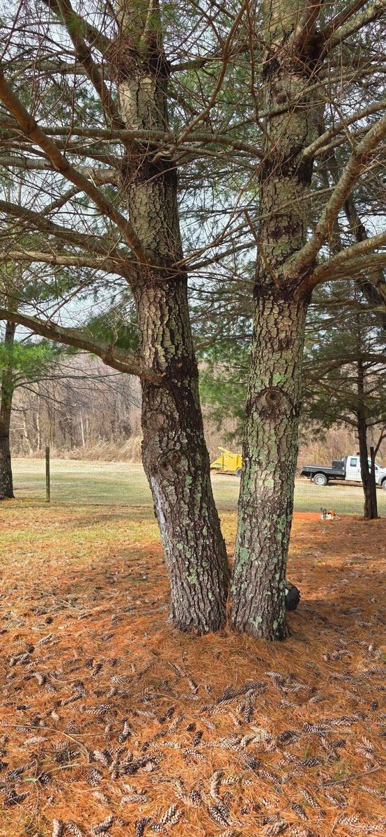 Tree Removal for Hamlett Tree Service LLC in Clover, VA