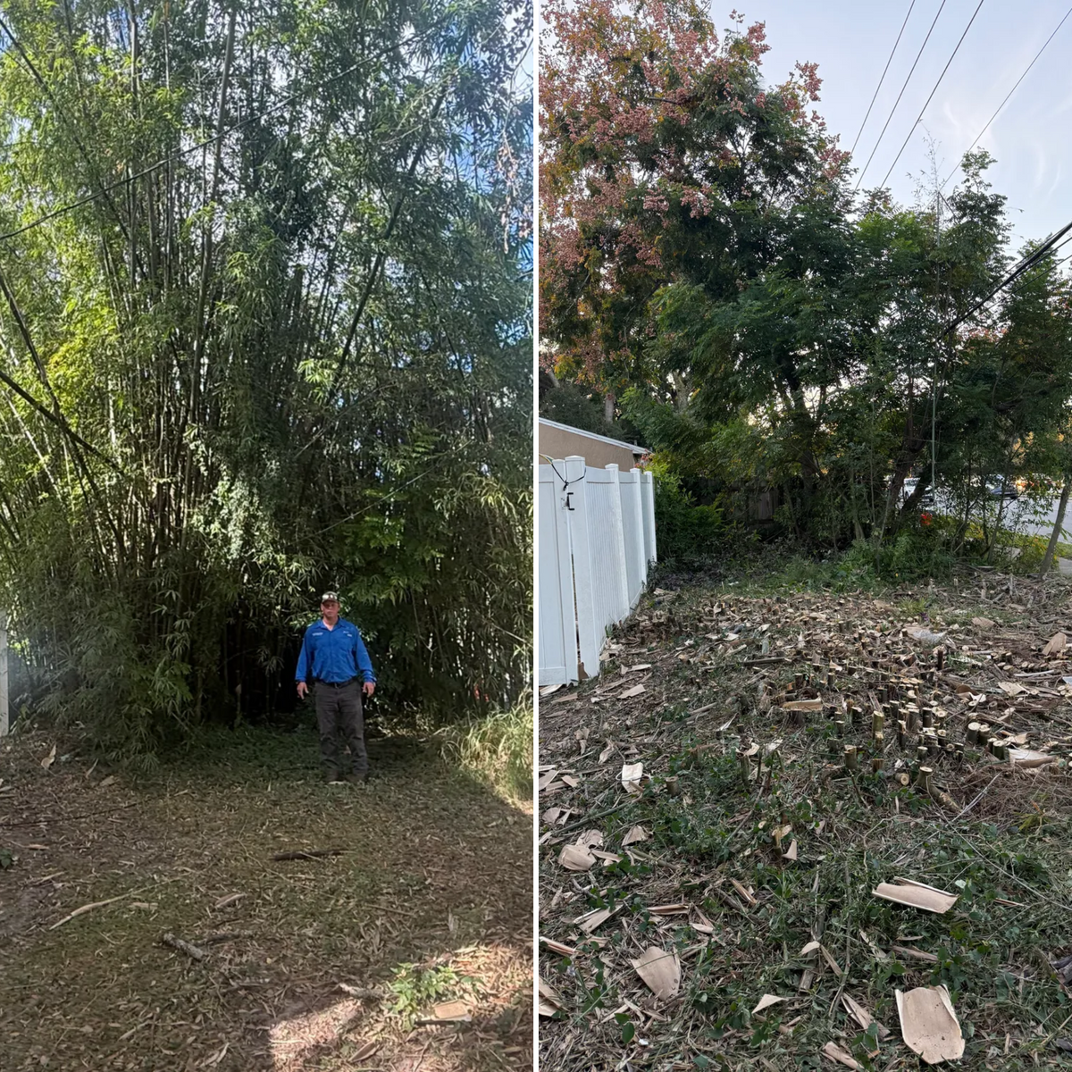 Land Clearing for Amerigrown Tree And Lawn in Apopka, FL