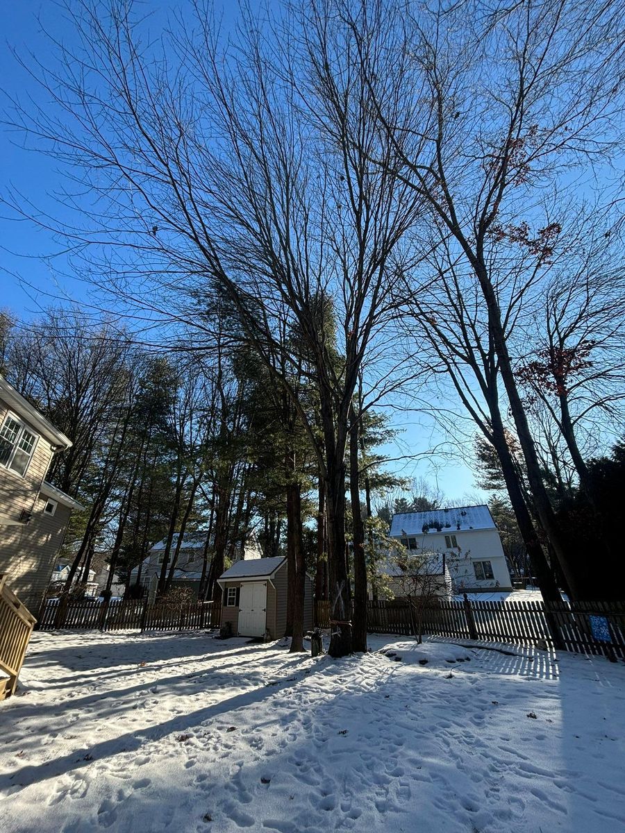 Tree Removal for T's Trees in Albany, NY