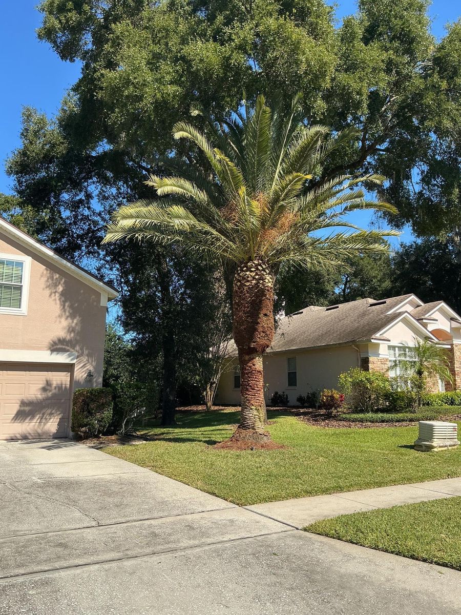 Landscape Installation for Amerigrown Tree And Lawn in Apopka, FL
