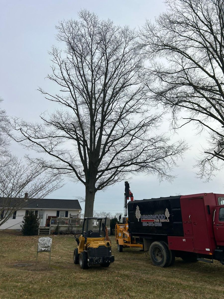 Tree Trimming for Hingewood Tree Service in Salem, NJ