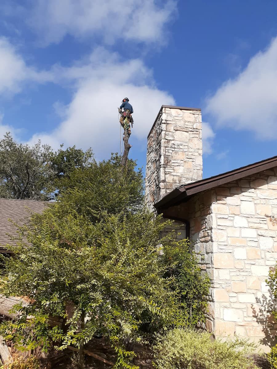 Tree Removal for Z’s Trees LLC in Grey Forest, TX