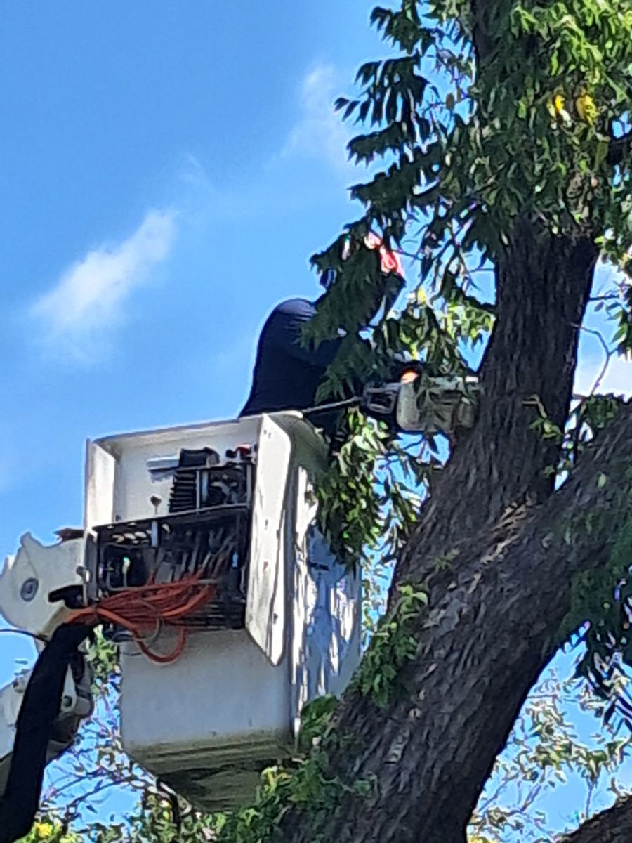 Tree Trimming for Mitchell Tree Company in Lathrop, MO