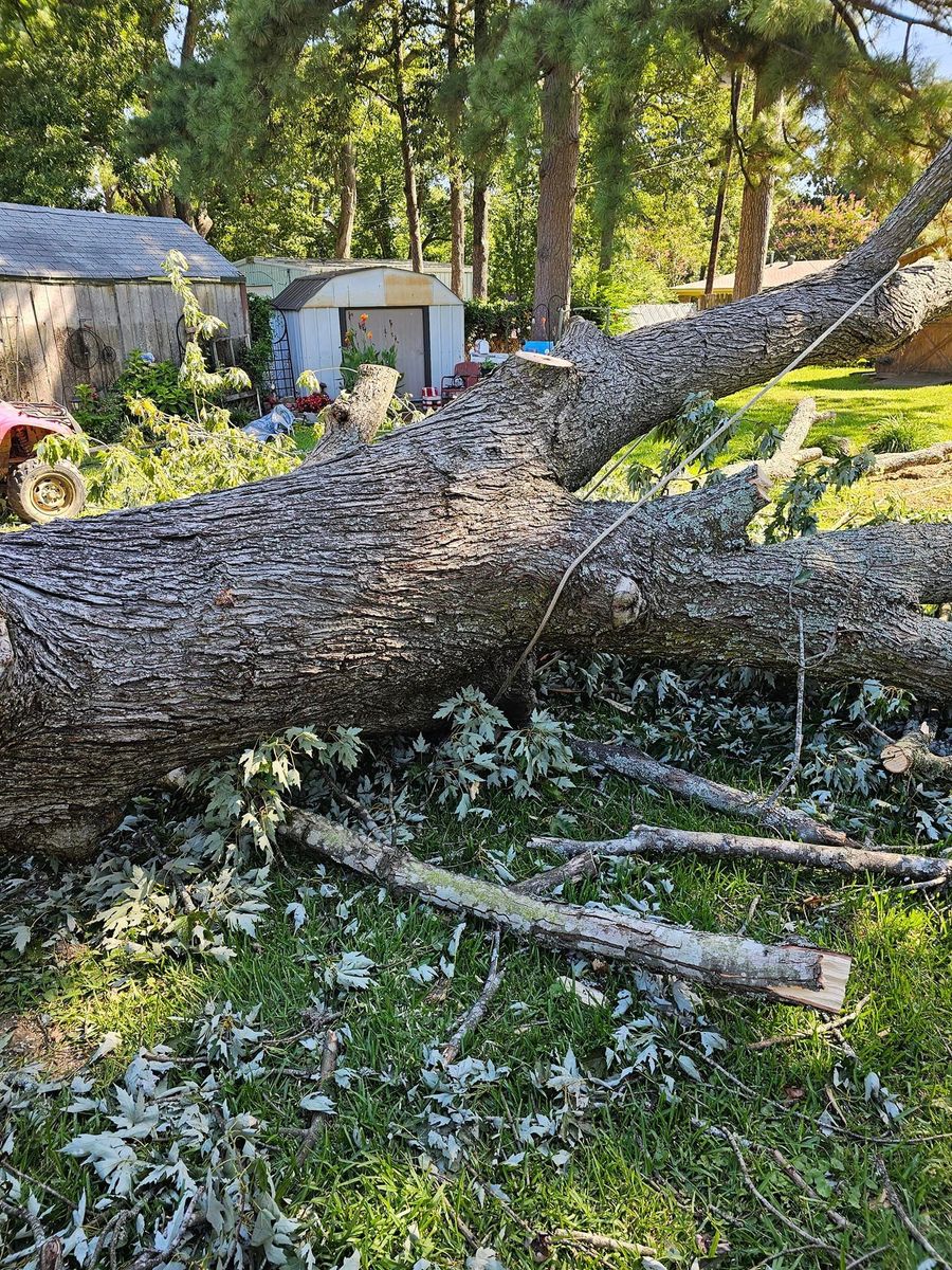 Tree Removal for Millers Tree Service in Saline County, AR